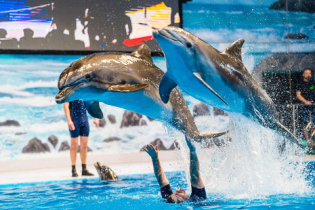 Dubai Dolphinarium Entry Tickets