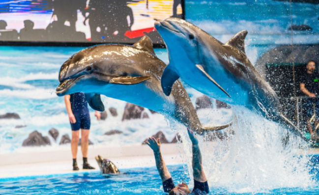 Dubai Dolphinarium Entry Tickets