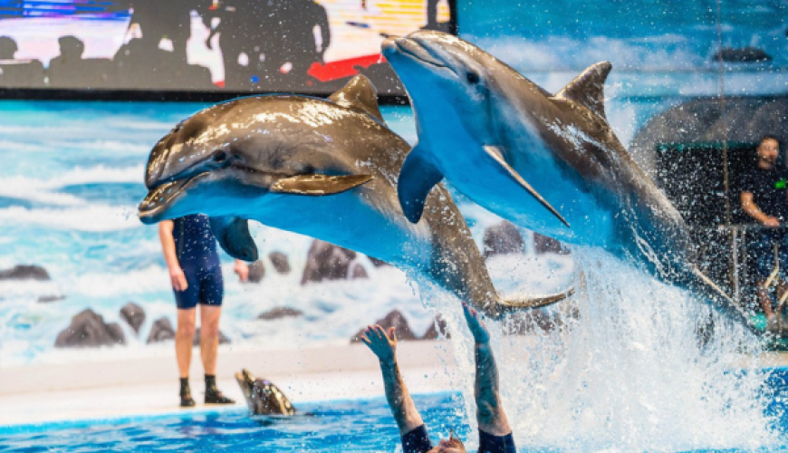 Dubai Dolphinarium Entry Tickets