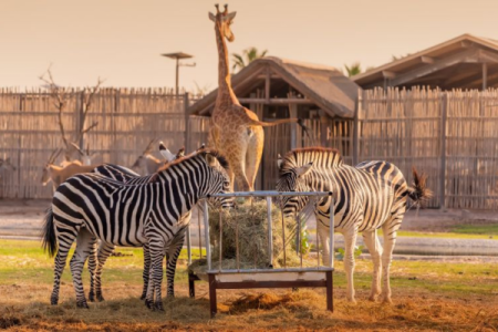 Dubai Safari Park Passes